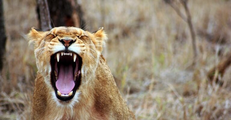 Get A Beautiful Smile With These Tips