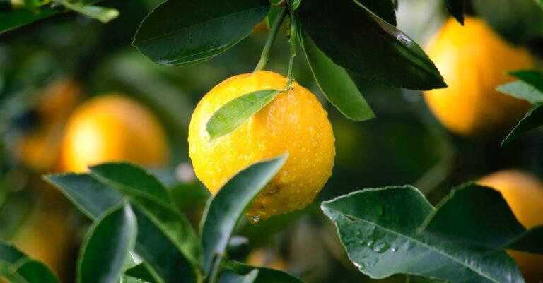 Helpful Tips For Getting Started With Juicing